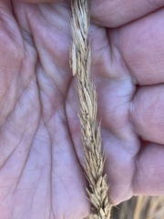 Leymus cinereus