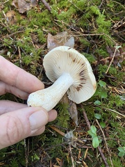 Russula crassotunicata