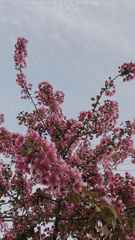 Prunus