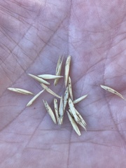 Leymus cinereus