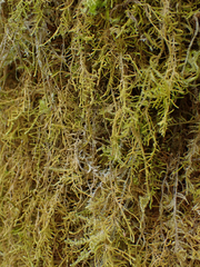 Claopodium crispifolium
