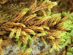 Hypnum circinale