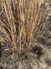 Leymus cinereus