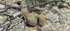Mammillaria dioica dioica