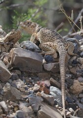 Crotaphytus collaris