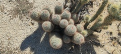 Mammillaria dioica dioica
