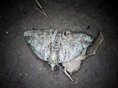 Dindica virescens