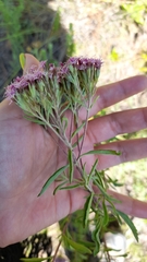 Stevia serrata
