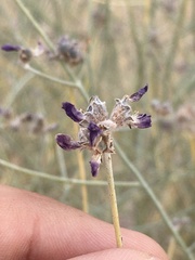 Psorothamnus scoparius