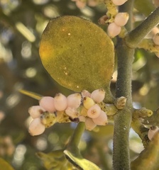 Phoradendron leucarpum tomentosum