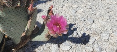 Opuntia basilaris basilaris