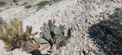 Opuntia basilaris basilaris