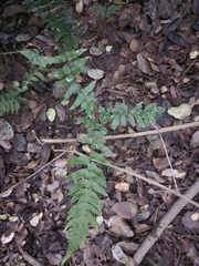 Blechnum hastatum