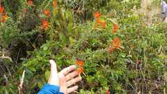 Castilleja fissifolia