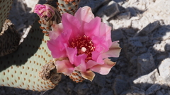 Opuntia basilaris basilaris