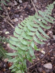 Blechnum hastatum