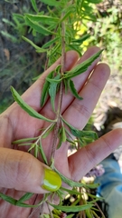 Stevia serrata