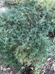 Artemisia dracunculus