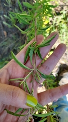 Stevia serrata
