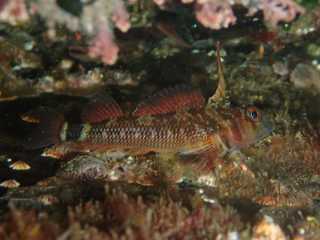 Cunningham's triplefin (Helcogrammoides cunninghami) — Tripterygiidae