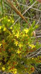 Hypericum juniperinum