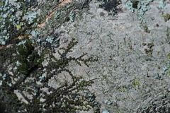 Frullania eboracensis