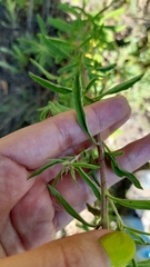 Stevia serrata
