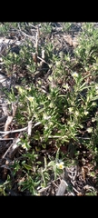Viola arvensis arvensis