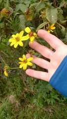 Bidens rubifolia