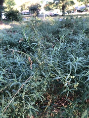 Artemisia dracunculus