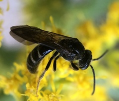 Lasioglossum fuscipenne