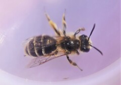 Andrena canadensis