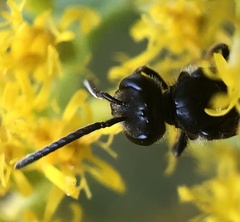 Lasioglossum fuscipenne