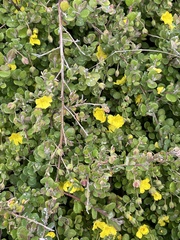 Hibbertia sericea