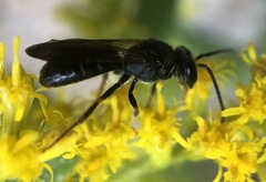 Lasioglossum fuscipenne
