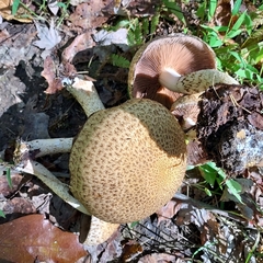 Lacrymaria echiniceps