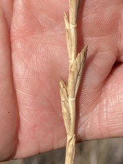 Thinopyrum obtusiflorum