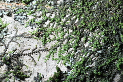 Frullania eboracensis