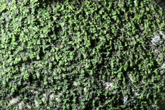 Frullania eboracensis