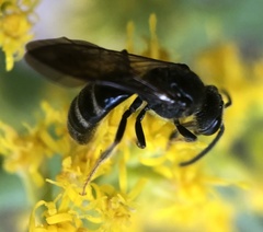 Lasioglossum fuscipenne