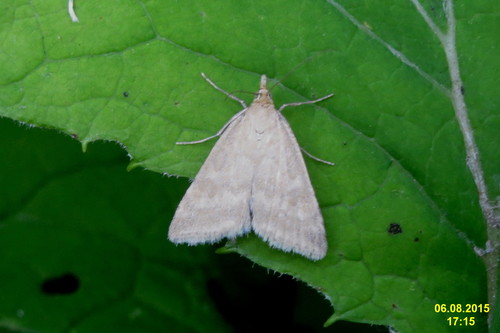 Udea nebulalis (Hübner, 1796)