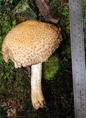 Lacrymaria echiniceps