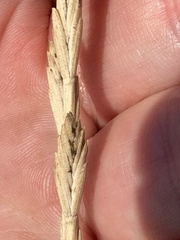 Thinopyrum obtusiflorum