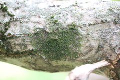 Frullania eboracensis