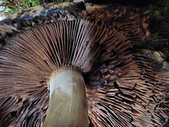 Lacrymaria echiniceps