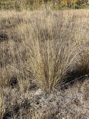 Thinopyrum obtusiflorum