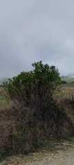 Arcytophyllum vernicosum