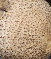 Lacrymaria echiniceps