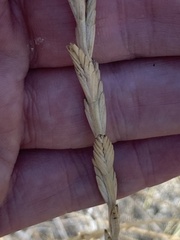 Thinopyrum obtusiflorum