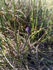 Thelymitra cyanea